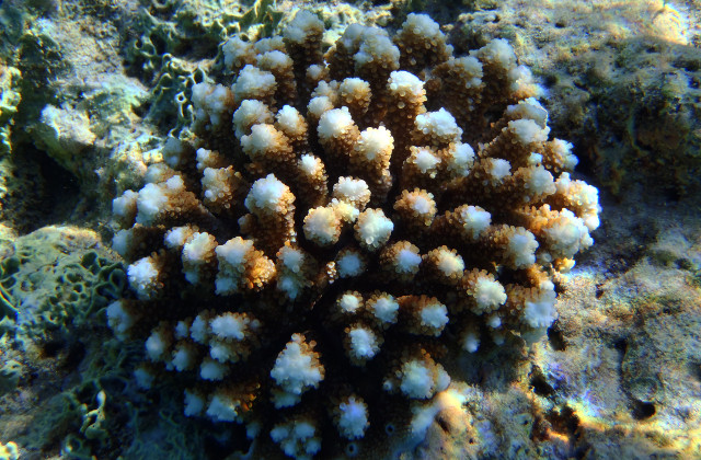 gili-trawangan-coral